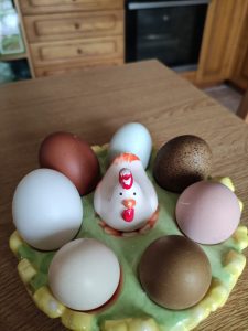 le-uova-colorate-pastore-tedesco-elba