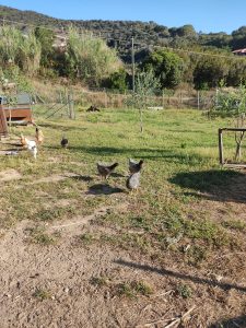 animali-3-galline-pastore-tedesco-elba-1