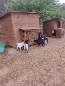 animali-il-pastore-tedesco-elba-1