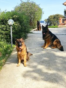 guardiani Nala, Ercole e Mya casa vacanza il pastore tedesco elba