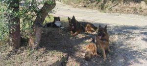 Nuovi amici a 4 zampe - casa vacanza il pastore tedesco elba 1