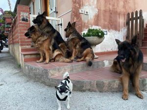 Nuovi amici a 4 zampe - casa vacanza il pastore tedesco elba 2